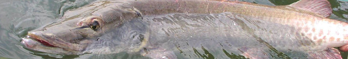 walleye underwater